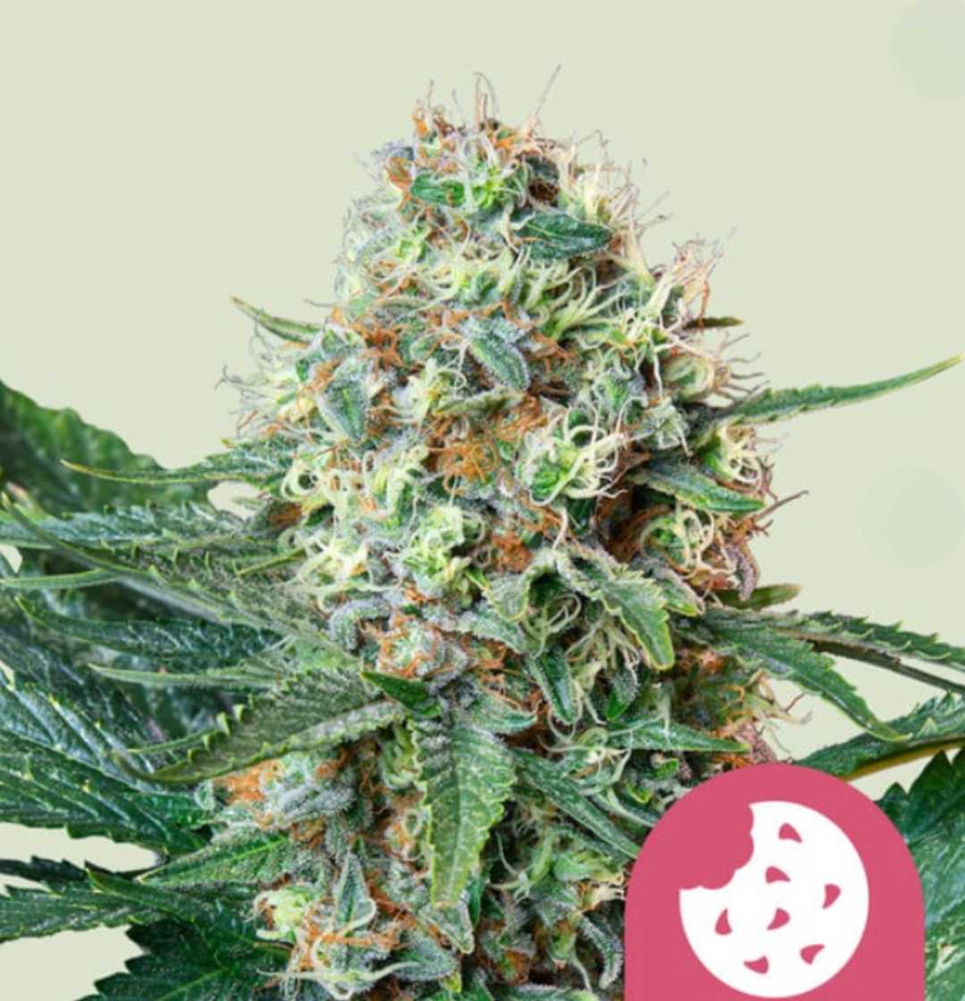 Harzige Auto Royal Cookies Blüte mit orangefarbenen Härchen und dichten Trichomen vor hellgrünem Hintergrund