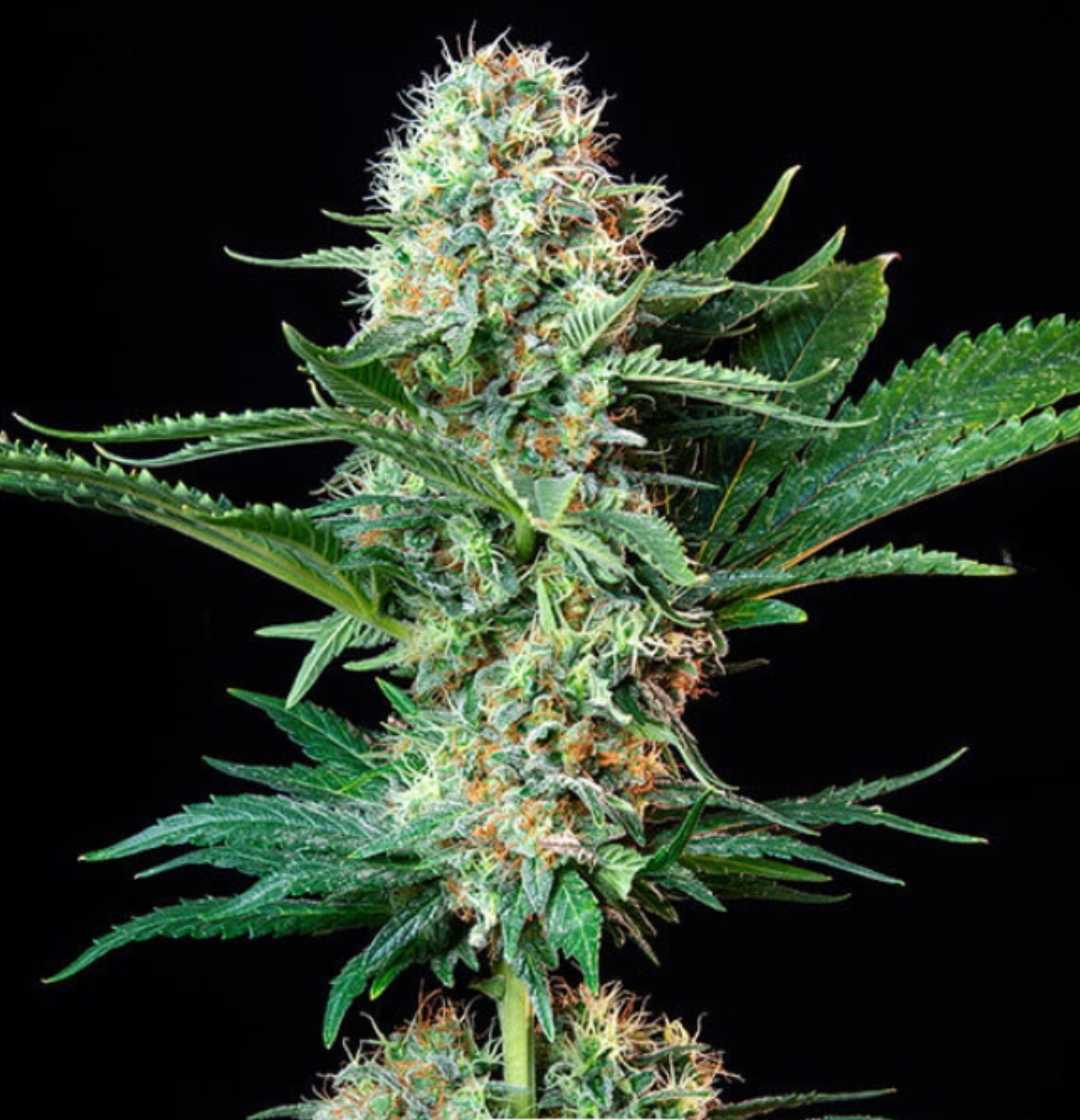 Auto Royal Cookies Pflanze mit mehreren stark harzigen Buds und tiefgrünen Blättern auf schwarzem Hintergrund