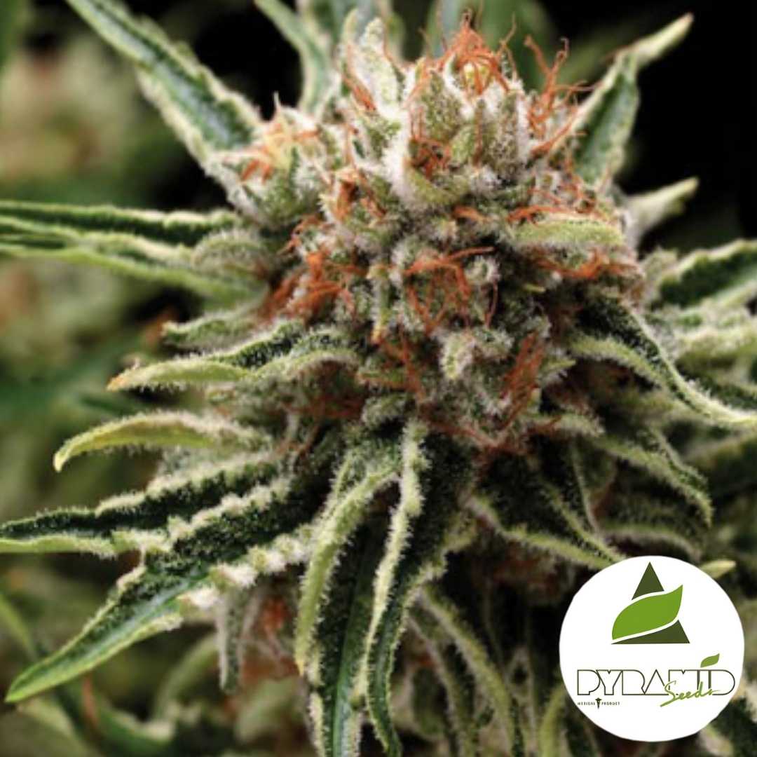 Harzige Auto Shark Blüte mit orangefarbenen Fäden und dichten, frostigen Trichomen in Nahaufnahme