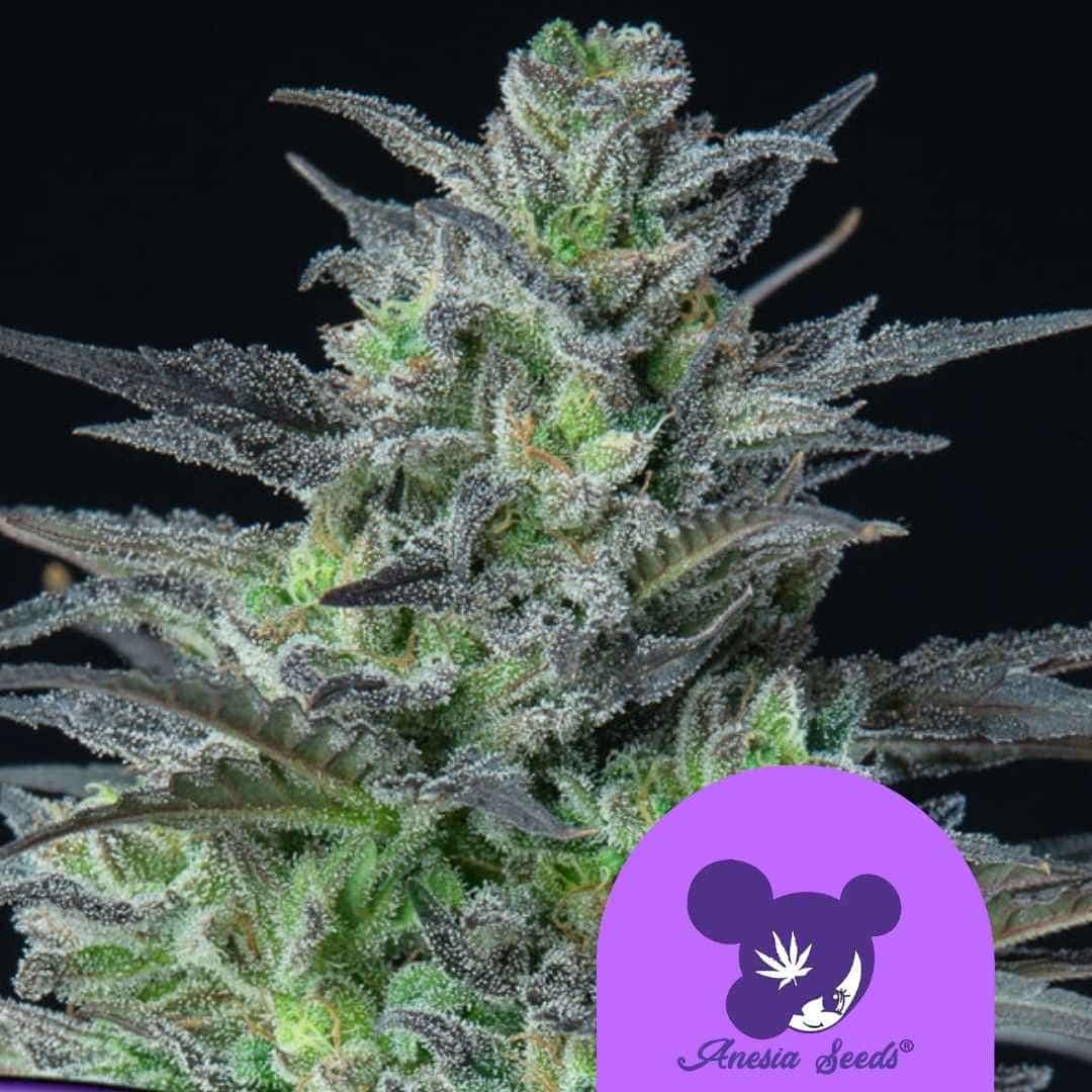 Auto Sleepy Joe Cannabisblüte mit dichten Harztrichomen und dunkelgrünen Blättern mit violetten Akzenten