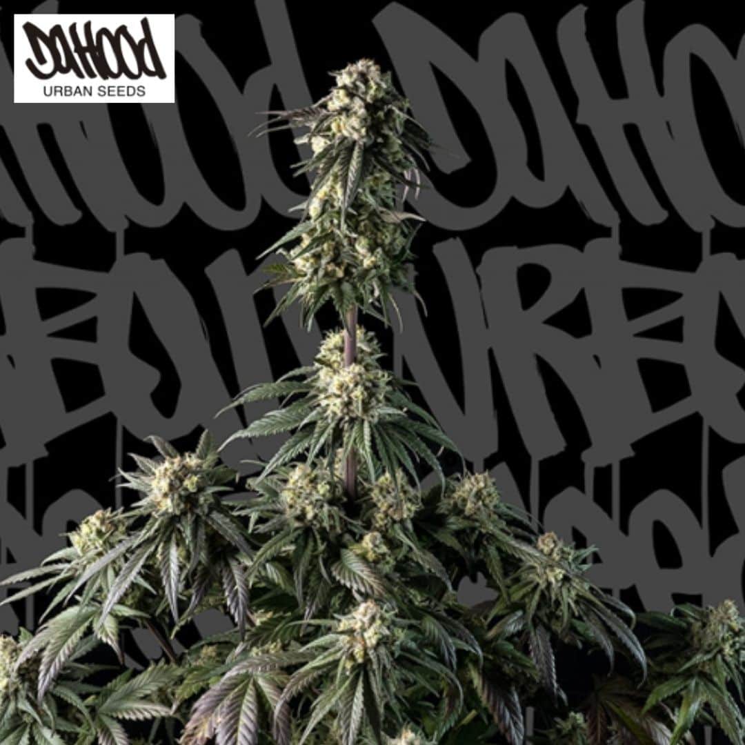 Auto Space Cookies CBD Pflanze mit harzigen Blüten und dunkelgrünen Blättern