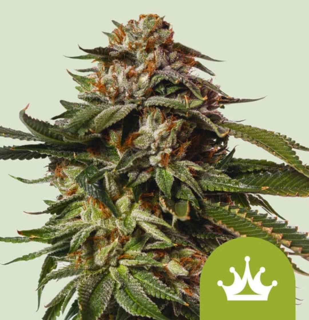 Kompakte, harzbedeckte Blüte der Sorte Auto Special Queen #1 mit orangefarbenen Blütenhaaren und dunklen Zuckerblättern.