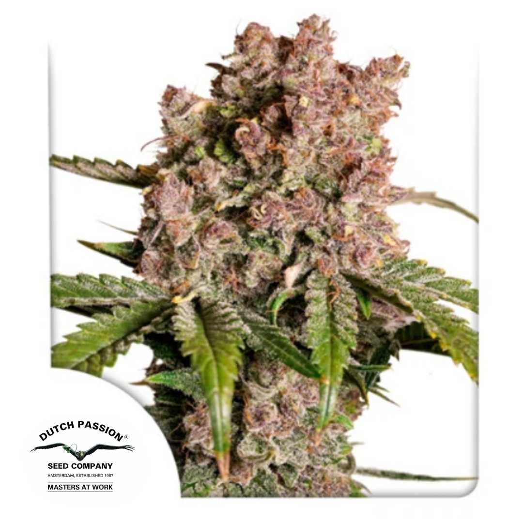 Auto Strawberry Soda Bud mit dichten, violett-grünen Blüten und harziger Struktur von Dutch Passion