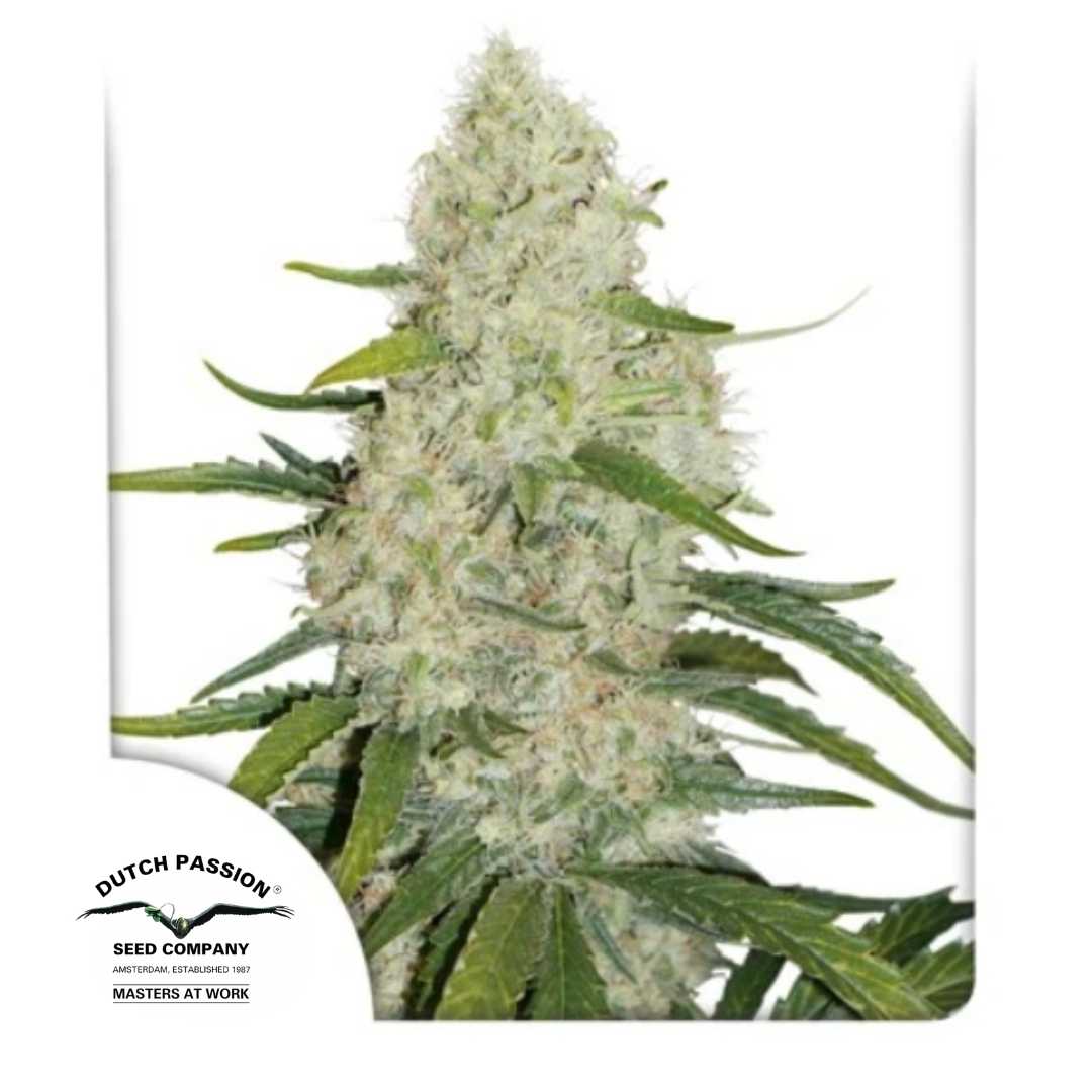 Auto Think Big Blüte mit dichten Buds, bedeckt von Harzschicht und kräftigen grünen Blättern