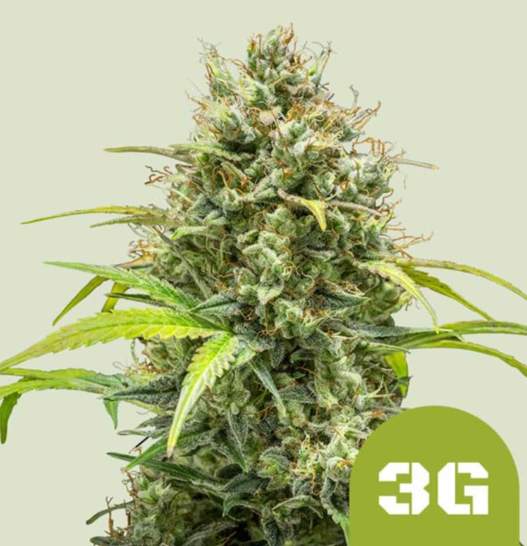 Dichte, harzige Blüten der Sorte Auto Triple G mit leuchtend grünen Zuckerblättern.