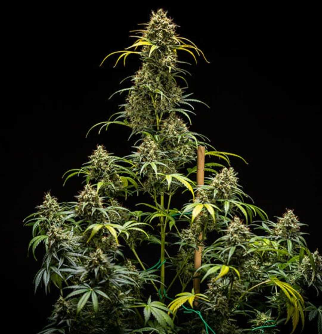 Auto Triple G Pflanze mit kräftigen Seitentrieben und großen Buds in voller Blüte.