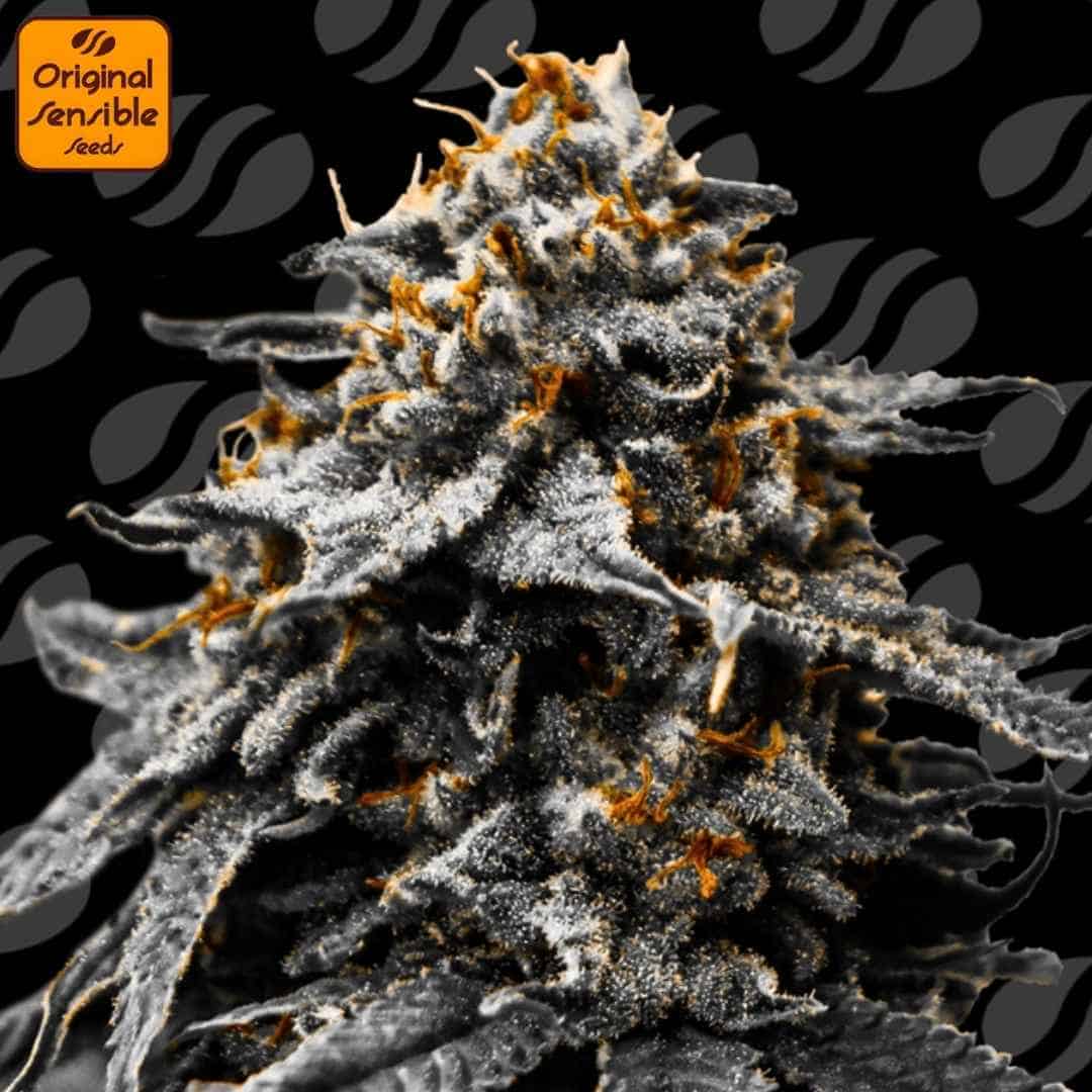 Auto Twilight Zlush mit dichtem, stark bereiftem Bud, ausgeprägten Trichomen und leuchtend orangefarbenen Blütenstempeln