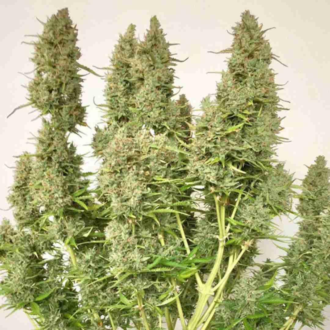 Kompakte Auto Ultimate Pflanze mit mehreren dicken Colas in einem Indoor-Growtopf