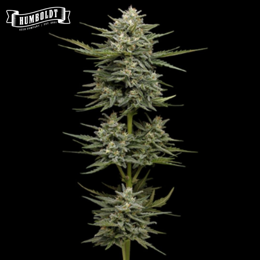 Auto Vanilla Latte Cannabispflanze mit dichten, harzigen Blüten und schmalen grünen Blättern
