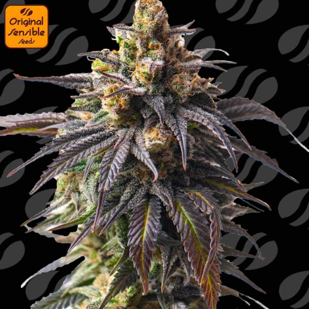 Auto Velvet Drip Strain mit kompakter, harziger Hauptblüte, violett schimmernden Zuckerblättern und dichten, orangefarbenen Blütenfäden