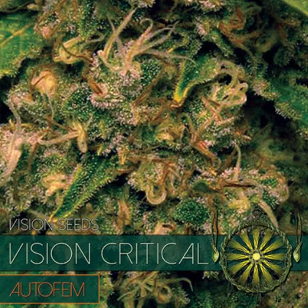 Auto Vision Critical von Vision Seeds mit dichter, harziger Cannabisblüte und orangefarbenen Blütenfäden.