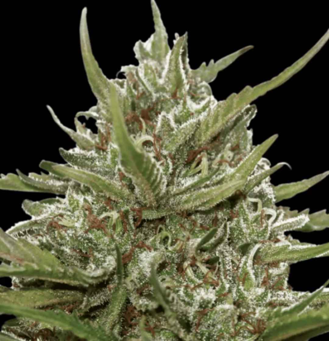 Nahaufnahme einer kompakten Auto White Berry Knospe mit dichten Trichomen und grünen Zuckerblättern.