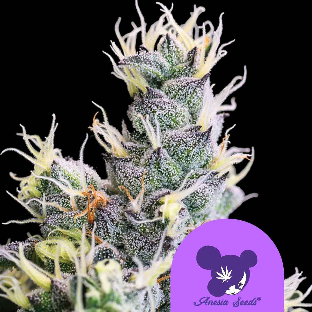 Harzige Blüte der Auto Yuhbary mit dichten Trichomen und leuchtend gelben Blütenhaaren