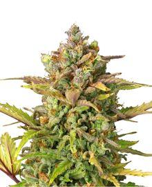 Kristallbesetzter Auto Sweet ZZ Bud in Nahaufnahme mit trichombedeckten Härchen