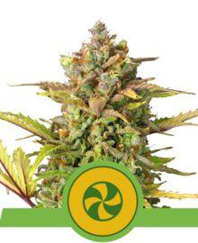 Kompakte Auto Sweet ZZ Pflanze mit dichten Blüten und lila Blattadern auf weißem Hintergrund