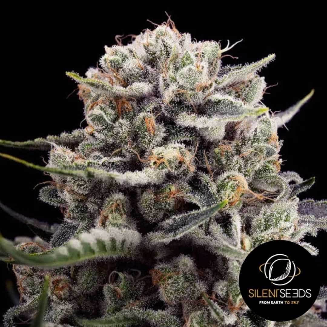 Dichte B-45 Blüte mit dicker Harzschicht und orangefarbenen Blütenhaaren