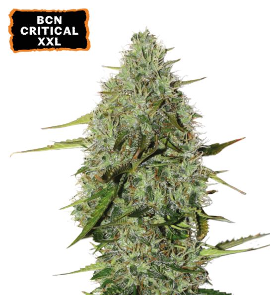 Reife, kompakte Blüte von Auto BCN Critical XXL mit dichter Bud-Struktur, vielen Trichomen und kräftigen Zuckerblättern