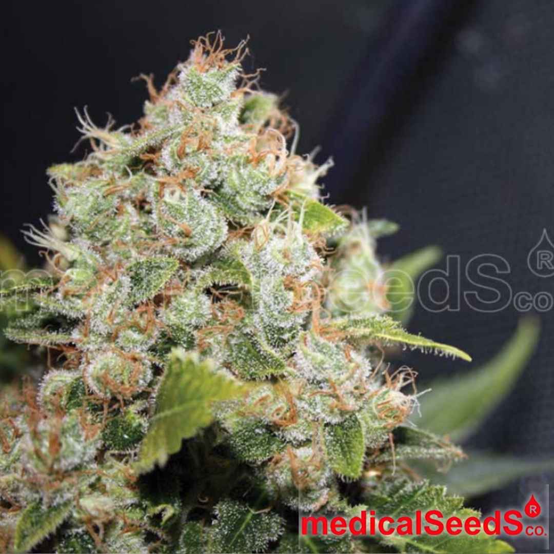 BCN Sour Diesel Blüte mit dichter Harzschicht, orangefarbenen Stempeln und kompakten, stark bereiften Buds