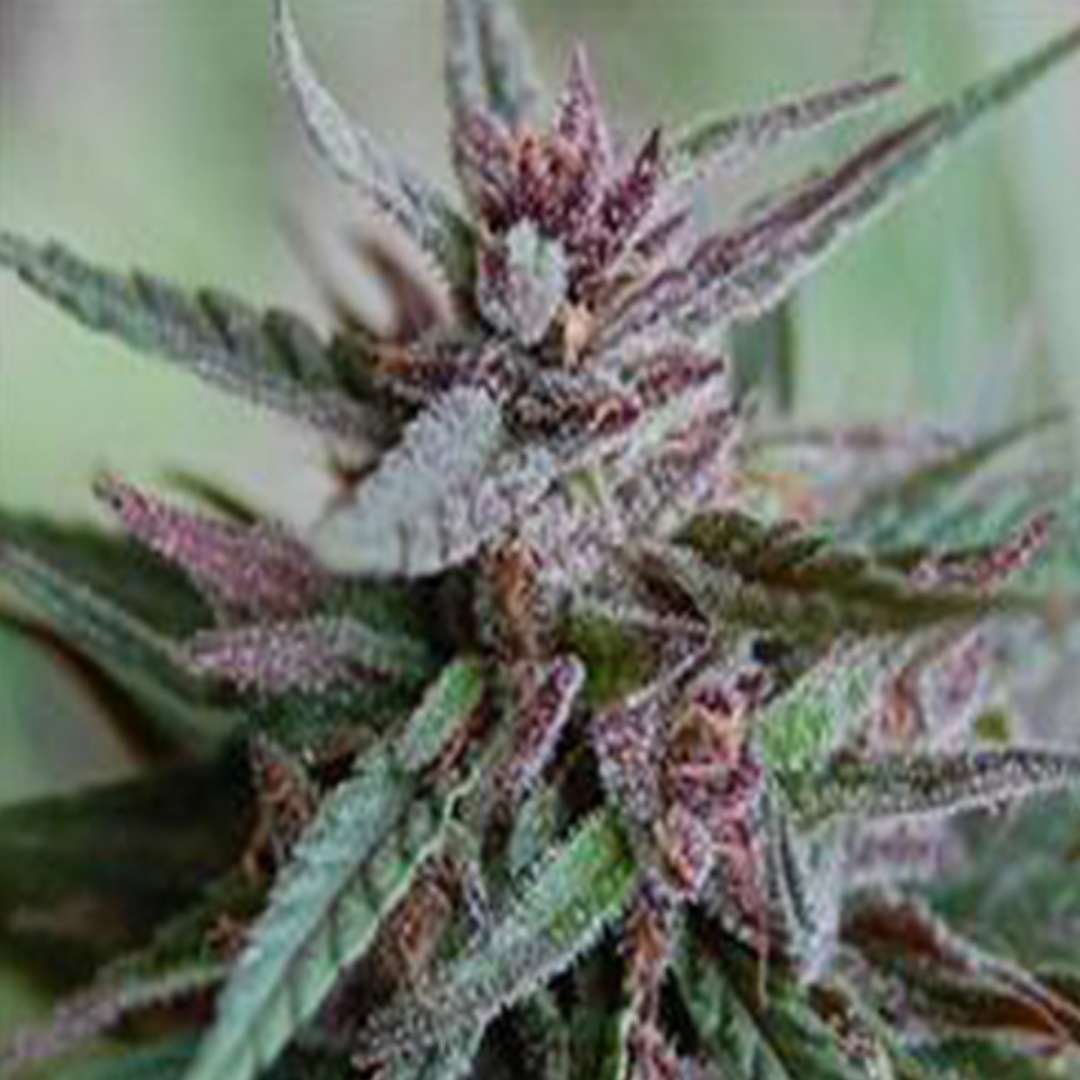 Bahia Black Head Cannabispflanze mit dichten, violett-grünen Blüten und kräftigen Harztrichomen