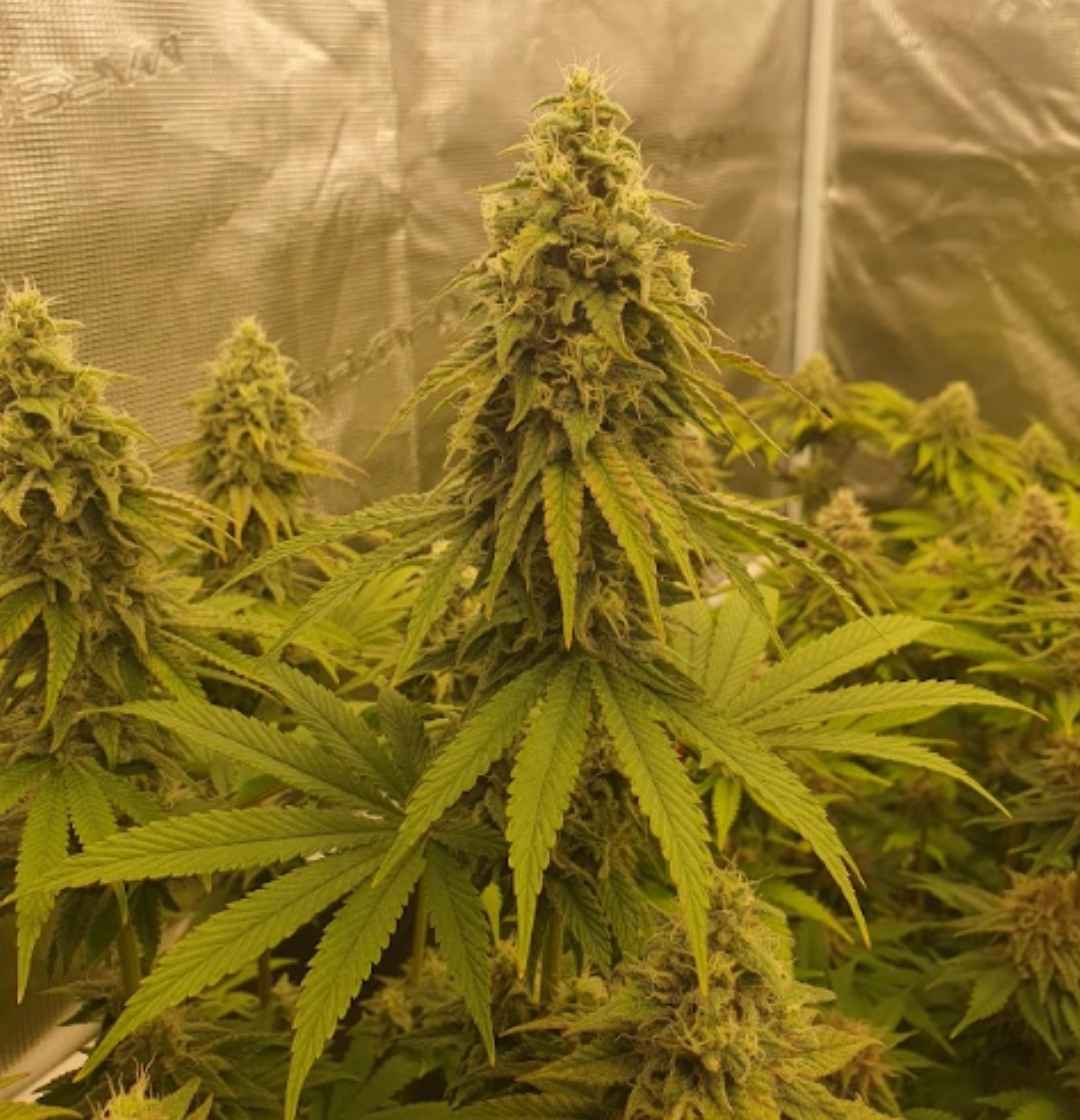Großer Hauptbud der Sorte Banana Blaze mit dichten Harztrichomen in einem Indoor-Growzelt.