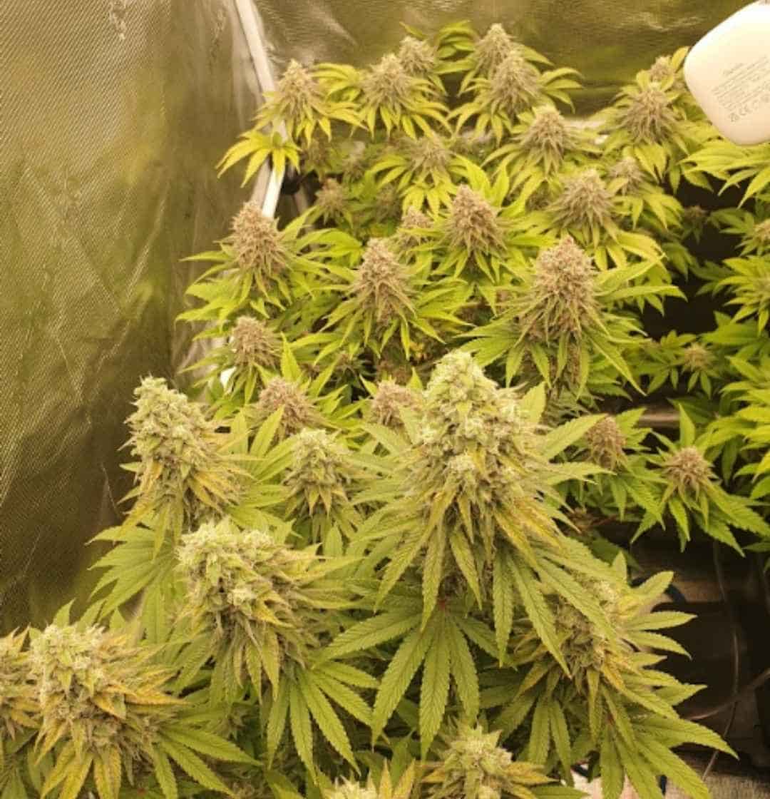 Mehrere Banana Blaze Pflanzen in der Blütephase mit buschigem Wuchs unter LED-Licht.