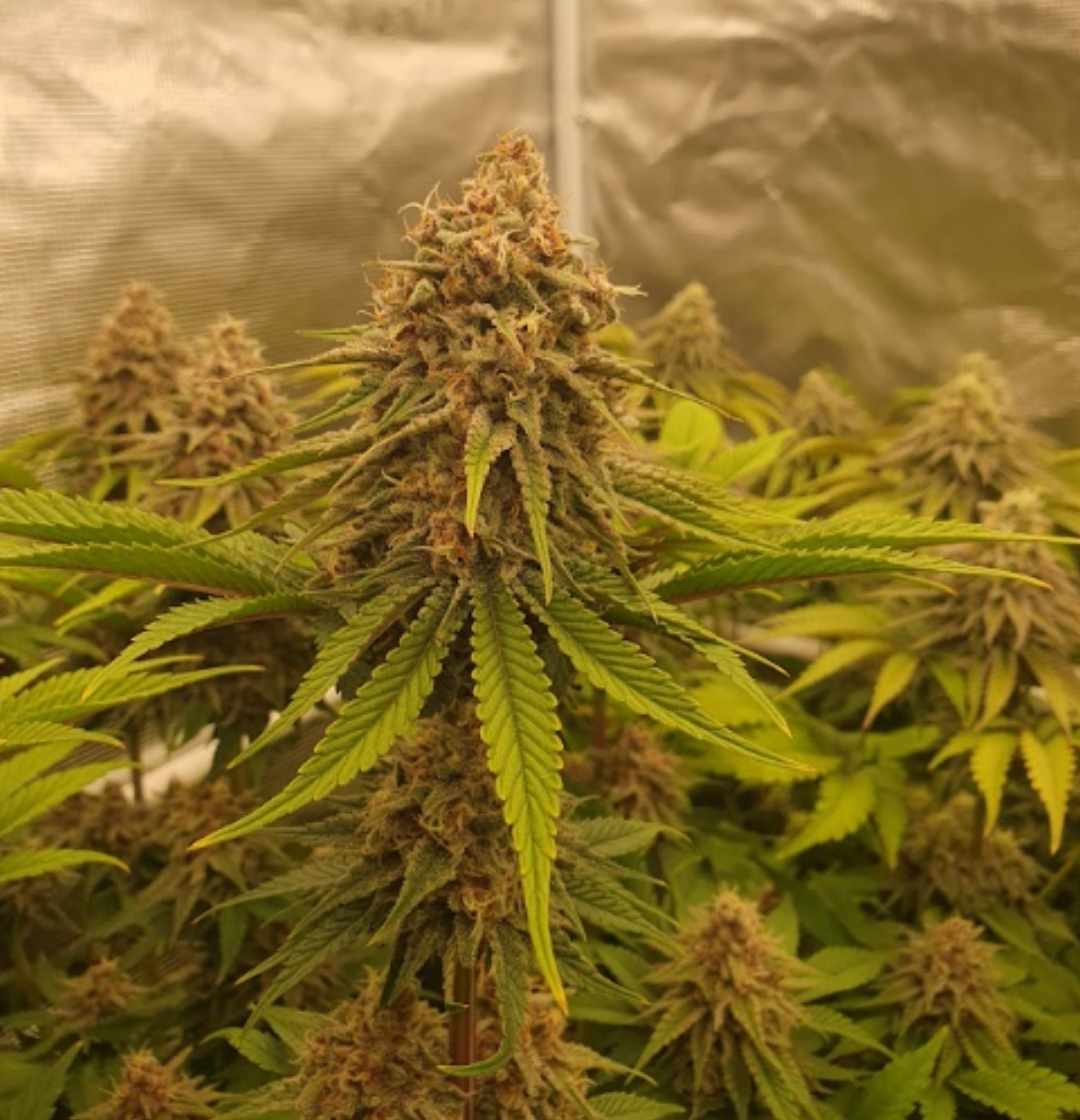 Banana Blaze Bud mit orangefarbenen Blütenhaaren, bereit für die Erntephase.