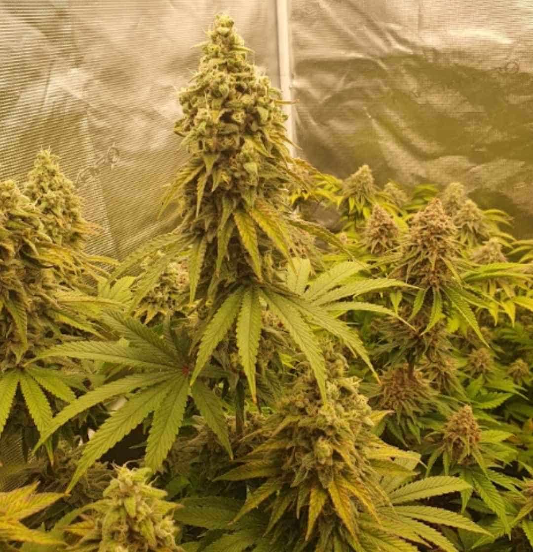 Banana Blaze Pflanzen mit dominanten Colas und gesunden Fächerblättern im Growzelt.