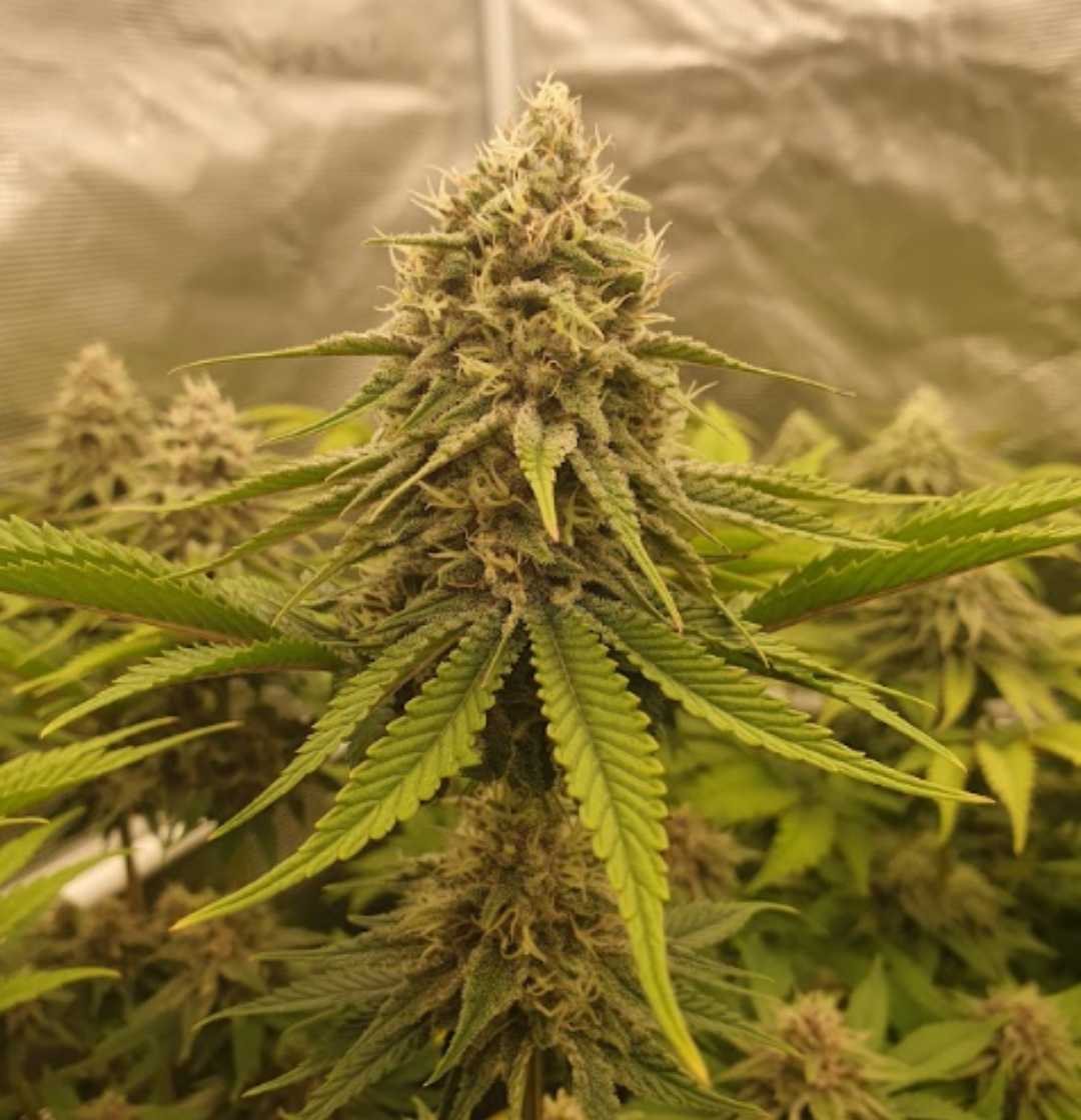 Reife Banana Blaze Pflanze mit kompakten Buds und auffällig grünen Zuckerblättern.