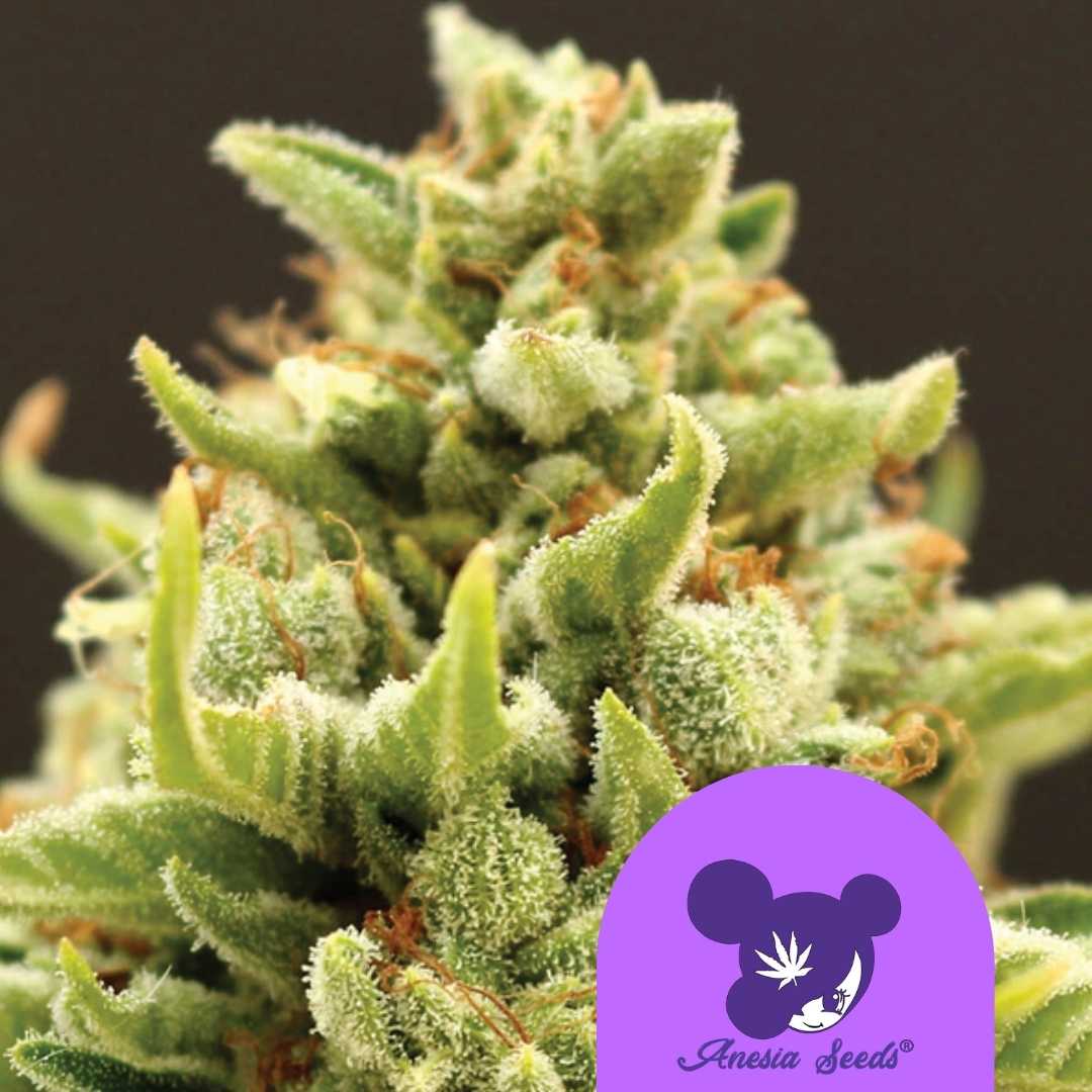 Kompakte Blüte von Banana Kush Auto mit dichten Harzkristallen und leuchtend grünen Blättern.