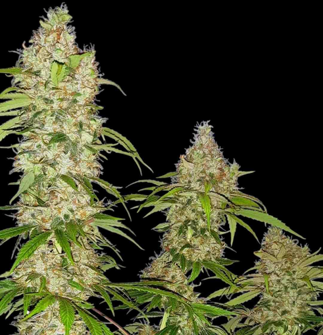 Reife Banana Kush Cake Automatic Pflanzen bei Nachtaufnahme mit dichten, hellen Blüten und grünen Blättern