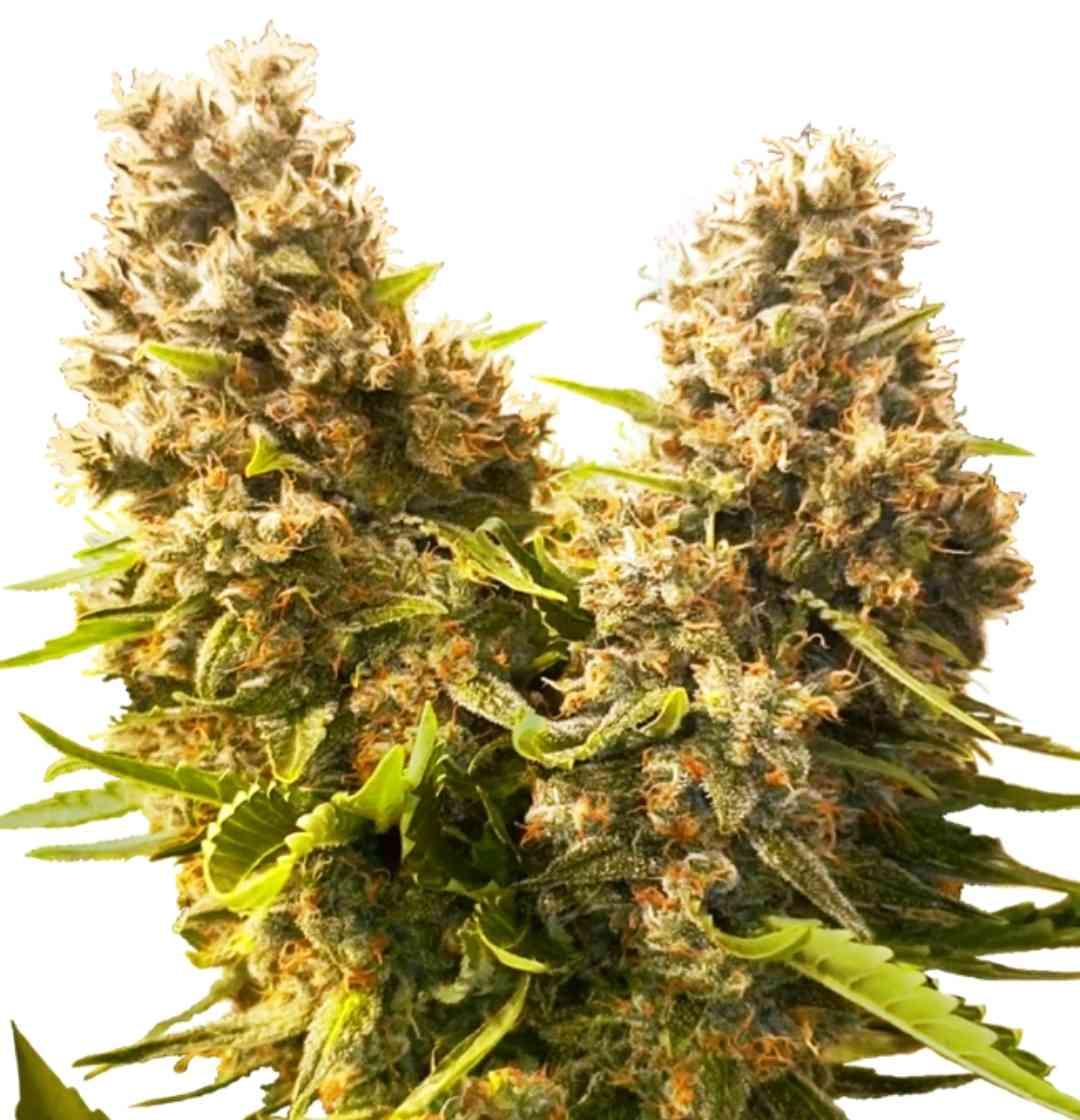 Dichte, harzige Buds der Sorte Banana Kush Cake Automatic mit orangefarbenen Härchen und satten Grüntönen