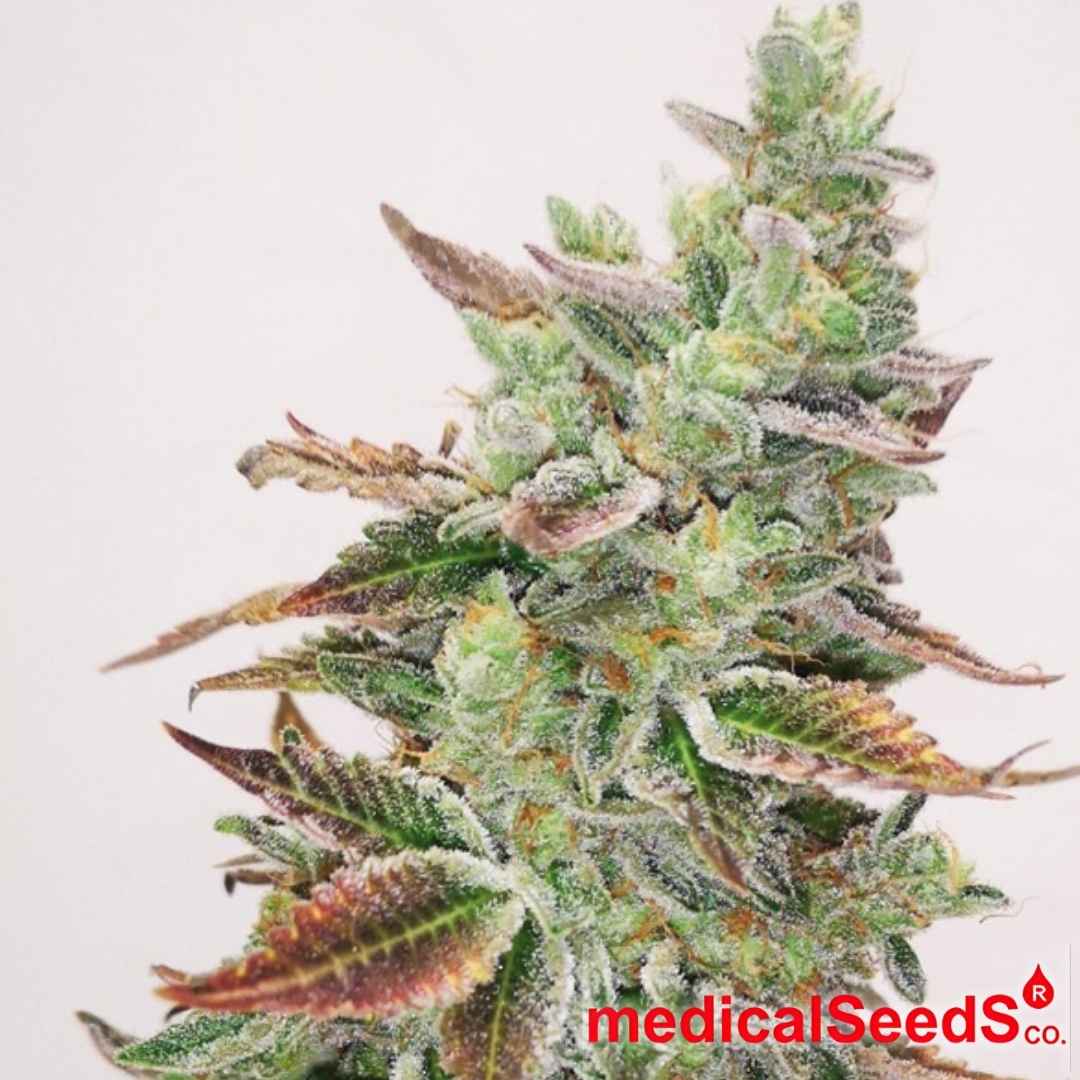 Harzige Banana Purp Blüte mit kompakten Buds, violetten Zuckerblättern und dichten Trichomen