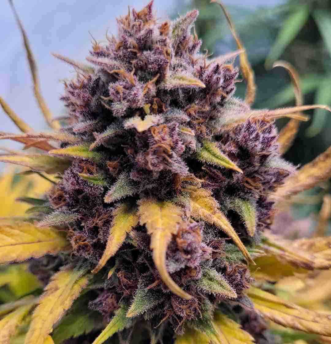 Kompakte Auto Banana Purple Punch Knospe mit lila Farbspiel und gelben Blättern im Hintergrund