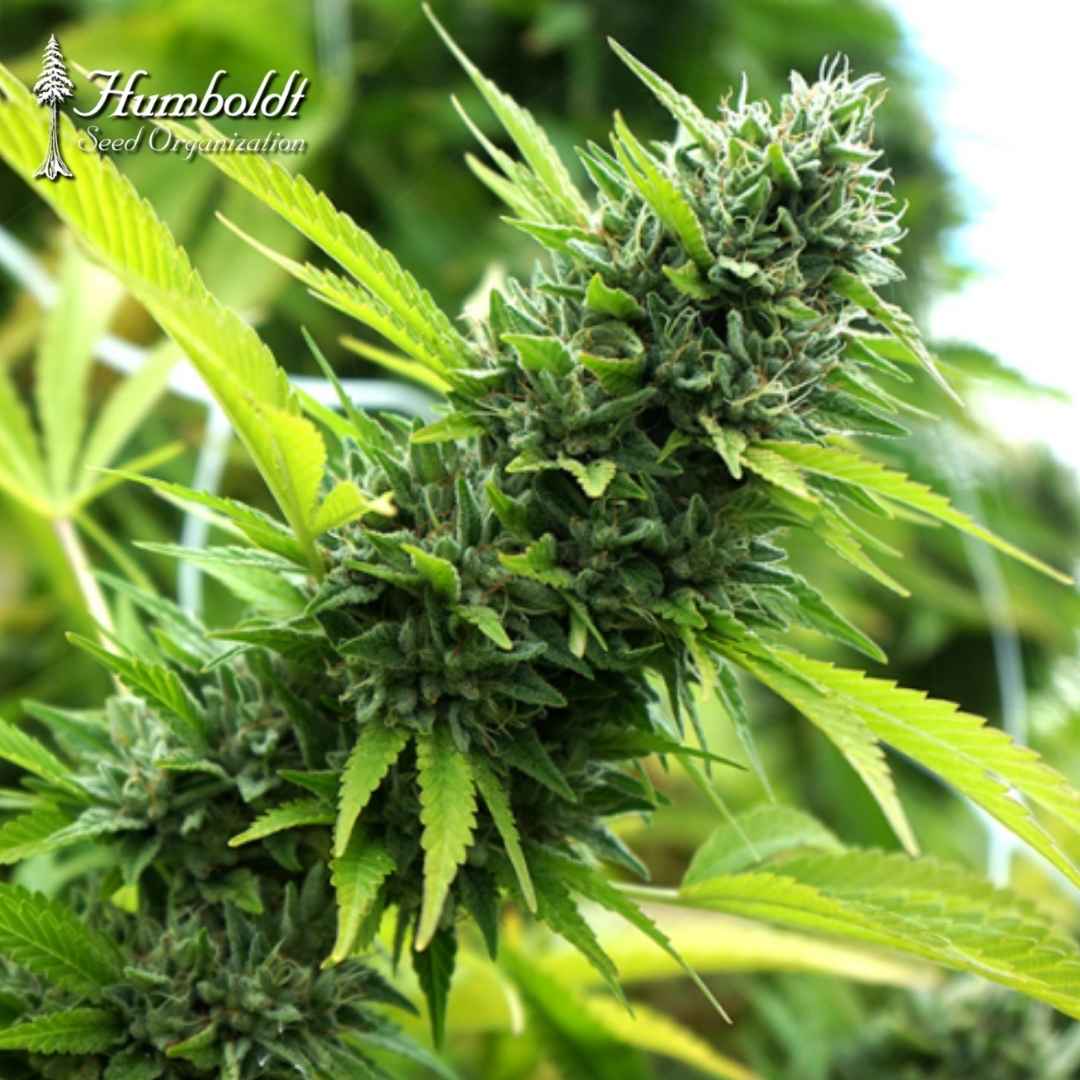 Banana Sapphire Blüte mit dichten grünen Buds, Harzbesatz und hellen Blütenfäden