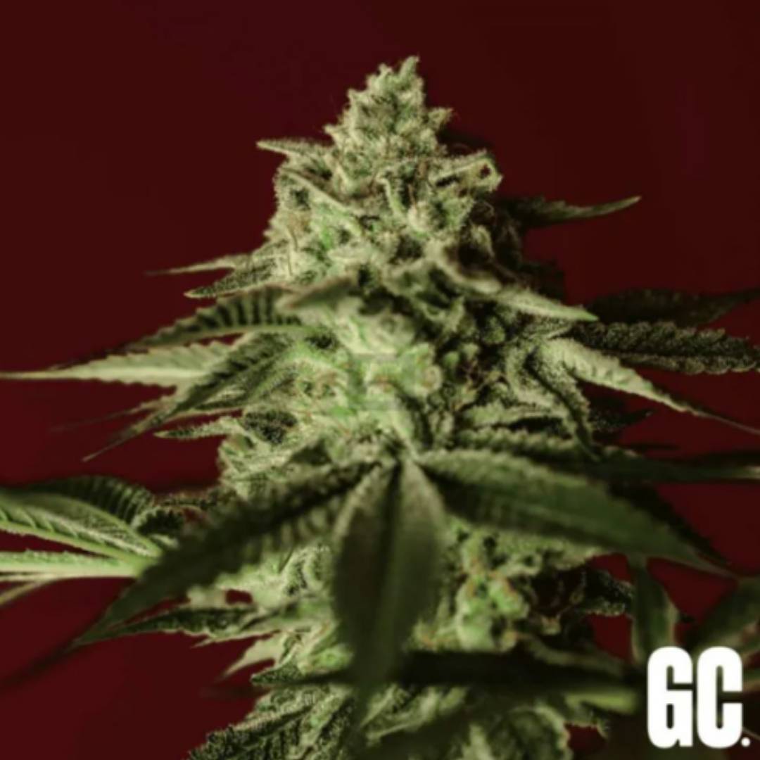 Banana Stones Blüte mit harzigen Trichomen, kompakten Kelchen und gezackten grünen Blättern