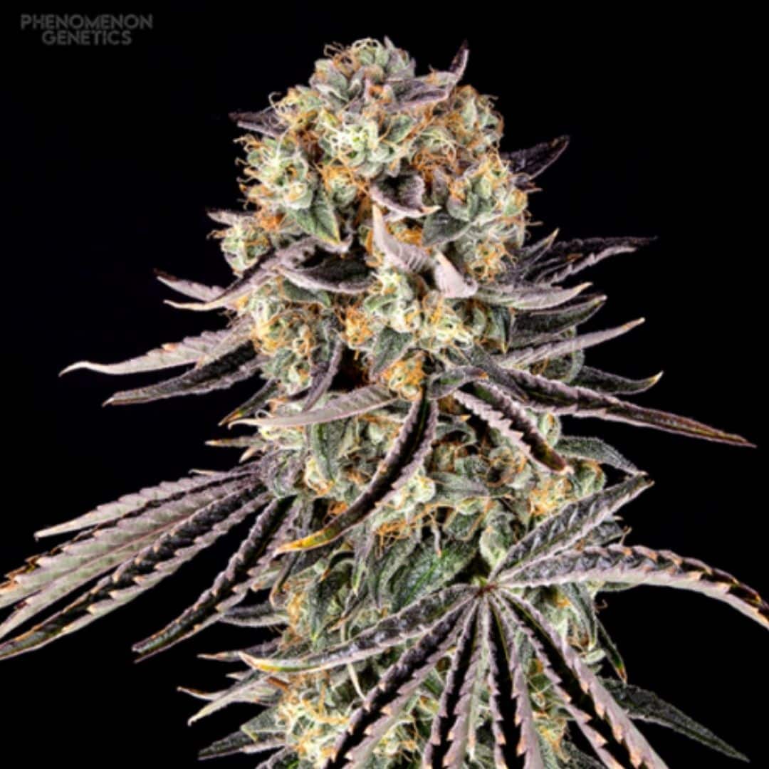 Beanz 4 Locoz Cannabisblüte mit dichten harzigen Buds, violetten Zuckerblättern und orangenen Härchen