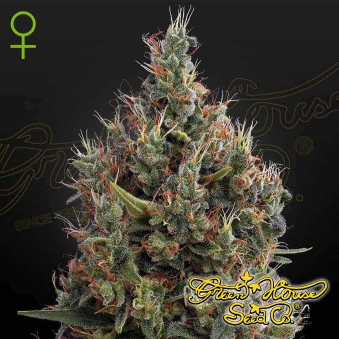 Big Bang Auto Cannabispflanze mit kompakter Hauptblüte, dichten Buds, vielen Trichomen und orangefarbenen Blütenfäden