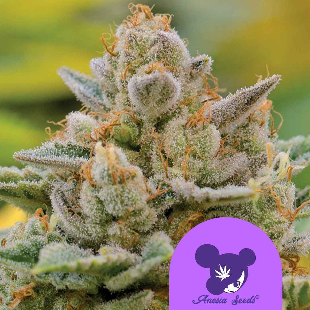 Dichte Blüte von Big Bazooka Auto mit Harzschicht und orangen Blütenhaaren.