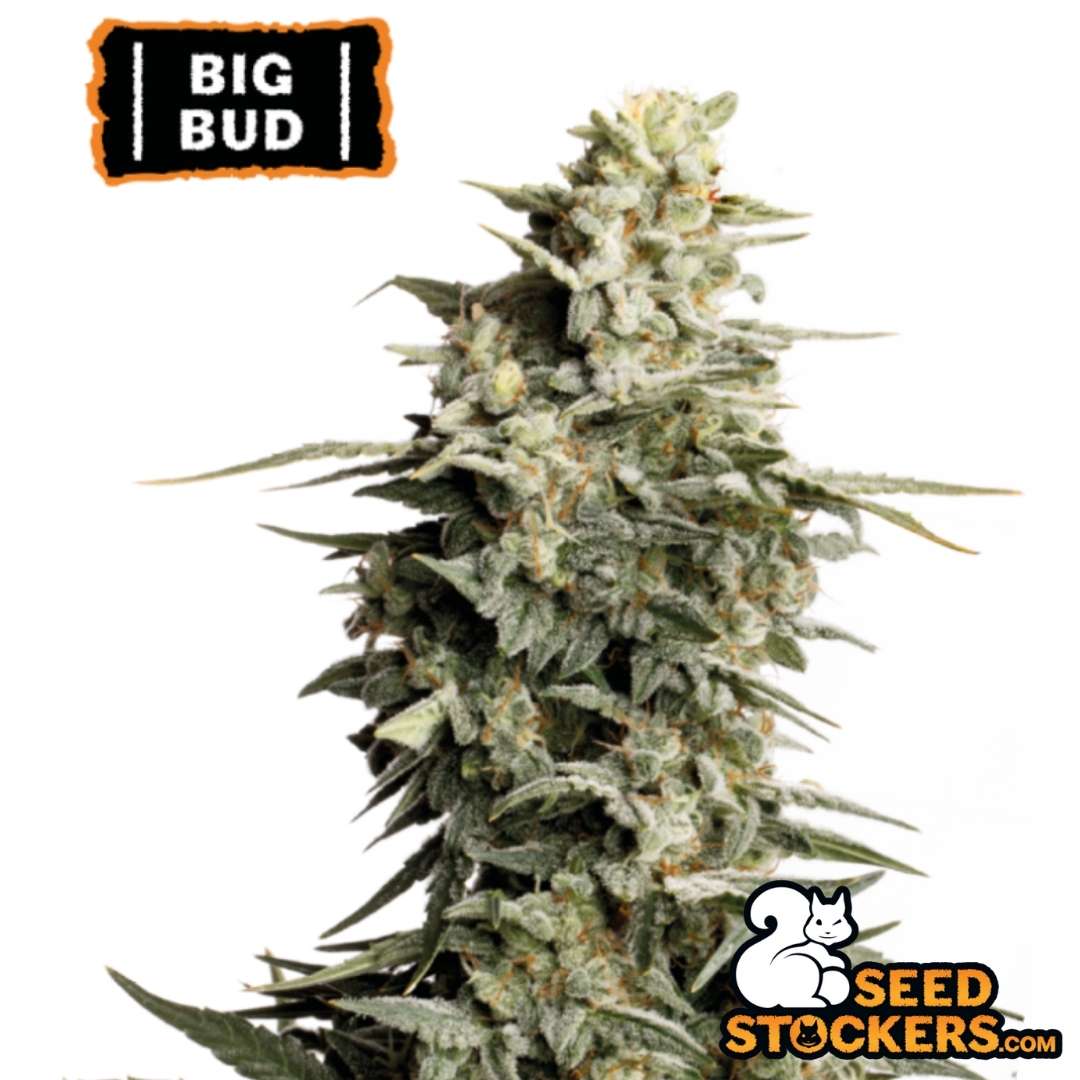 Dichte Big Bud Blüte mit frostigen Trichomen und kompakten, harzigen Buds