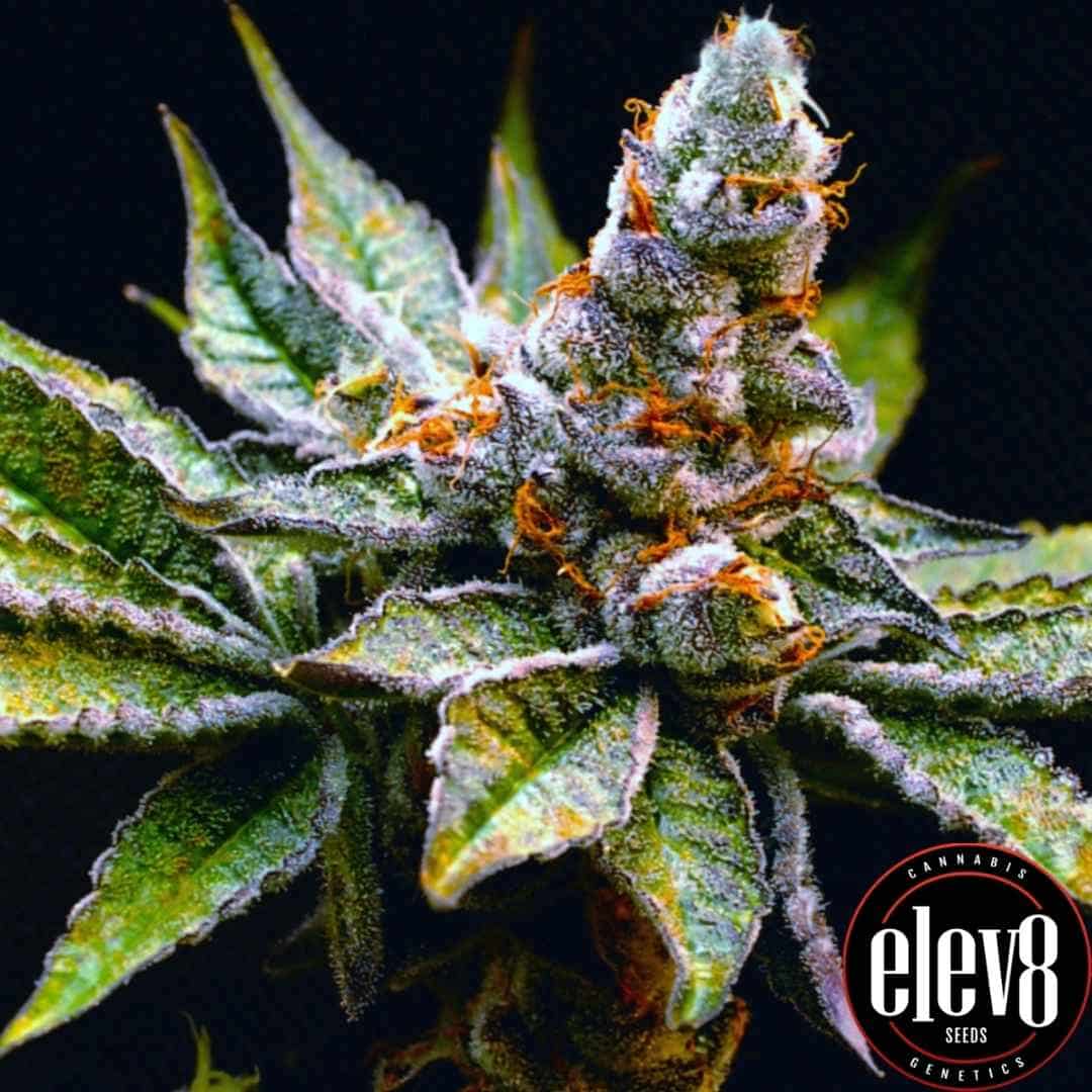 Frostige Birthday Punch Blüte mit violetten Nuancen und orangefarbenen Härchen