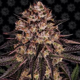 Harzige Biscotti Mintz Blüte mit violett-dunklen Zuckerblättern, dichten Buds und auffälligen orangen Blütenstempeln.