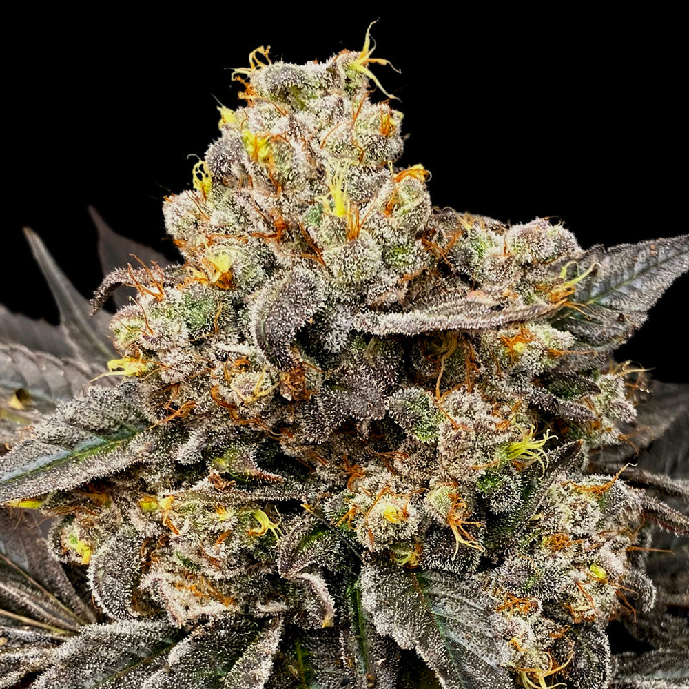 Harziges Biscotti Zkittlez Bud mit lila Blättern, orangefarbenen Härchen und dichter Trichombeschichtung.