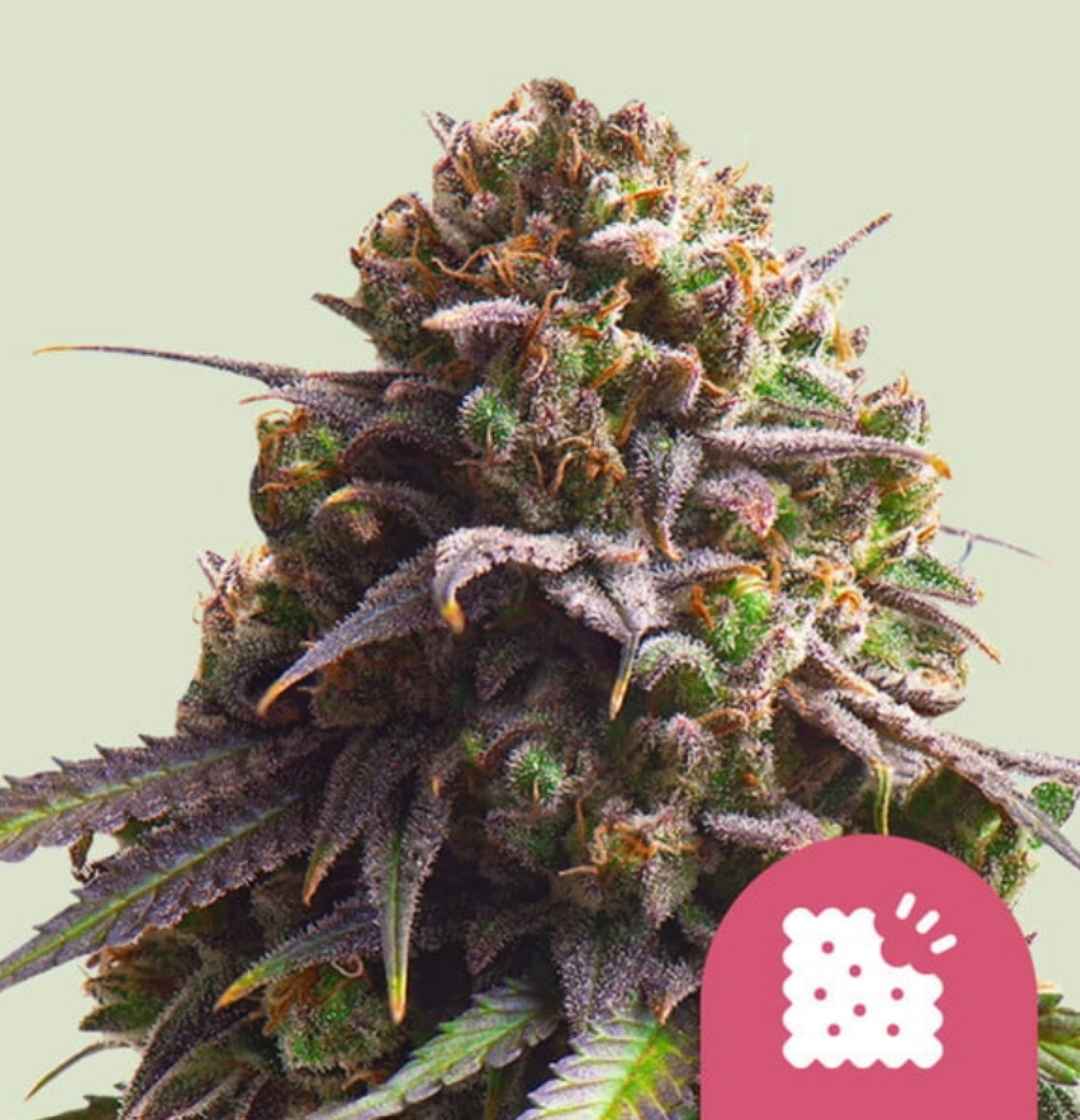 Dichter Biscotti-Blütenkopf mit violetten Harzdrüsen und orangen Stempeln