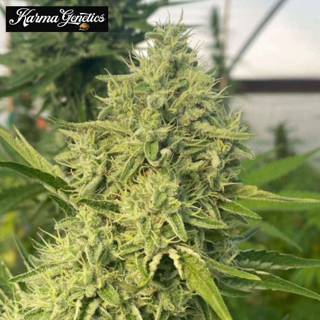 Black Beard Cannabisblüte mit dichten Kelchen, hellen Härchen und sichtbaren Trichomen