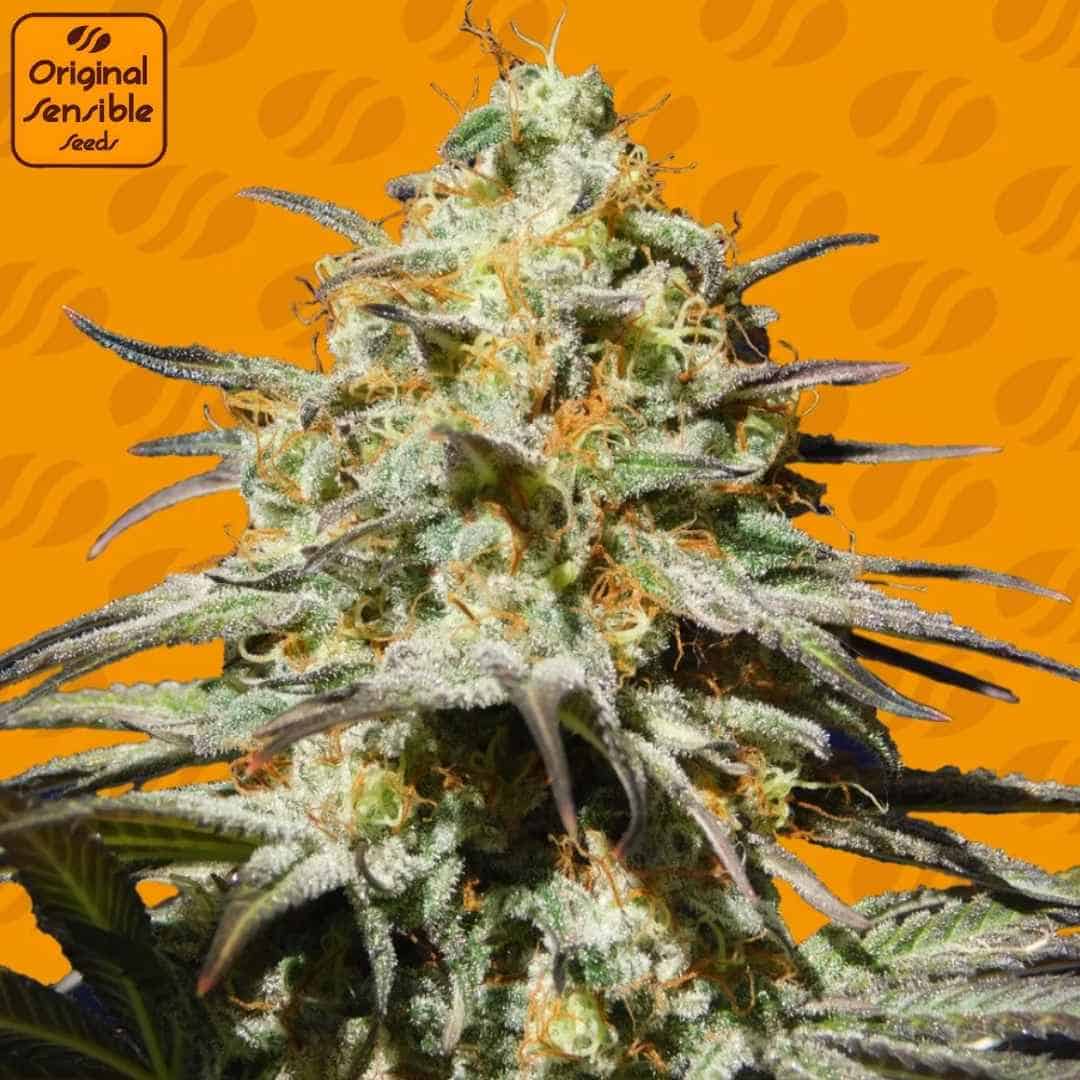 Black Orchid Cannabisknospe mit dichter Harzschicht, orangefarbenen Blütenstempeln und dunklen, spitzen Zuckerblättern