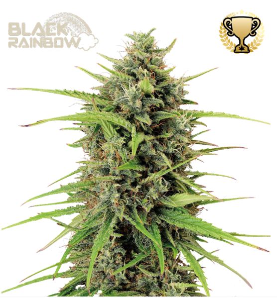 Auto Black Rainbow Cannabispflanze mit kompakten, harzigen Buds und dichten Blütenständen in fortgeschrittener Blüte