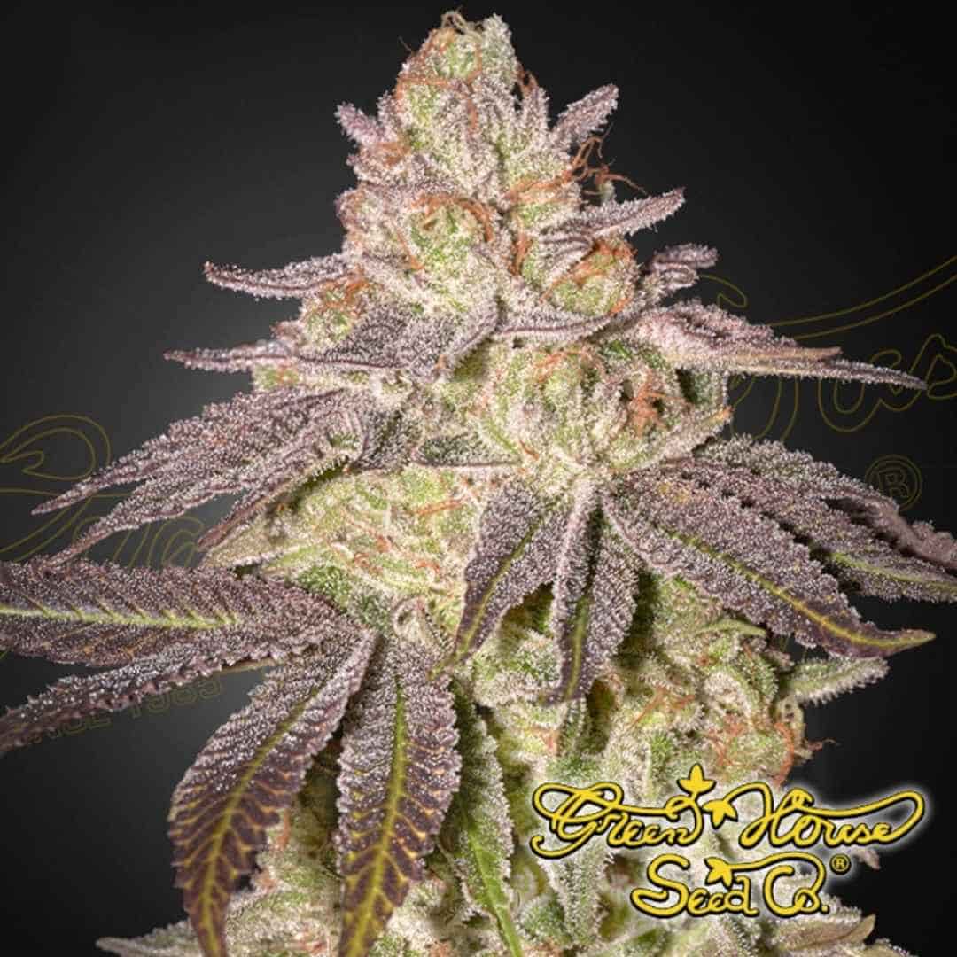Reife Black Toffee Auto Cannabisknospe mit dichter Struktur, violetten Zuckerblättern und starkem Harzbesatz
