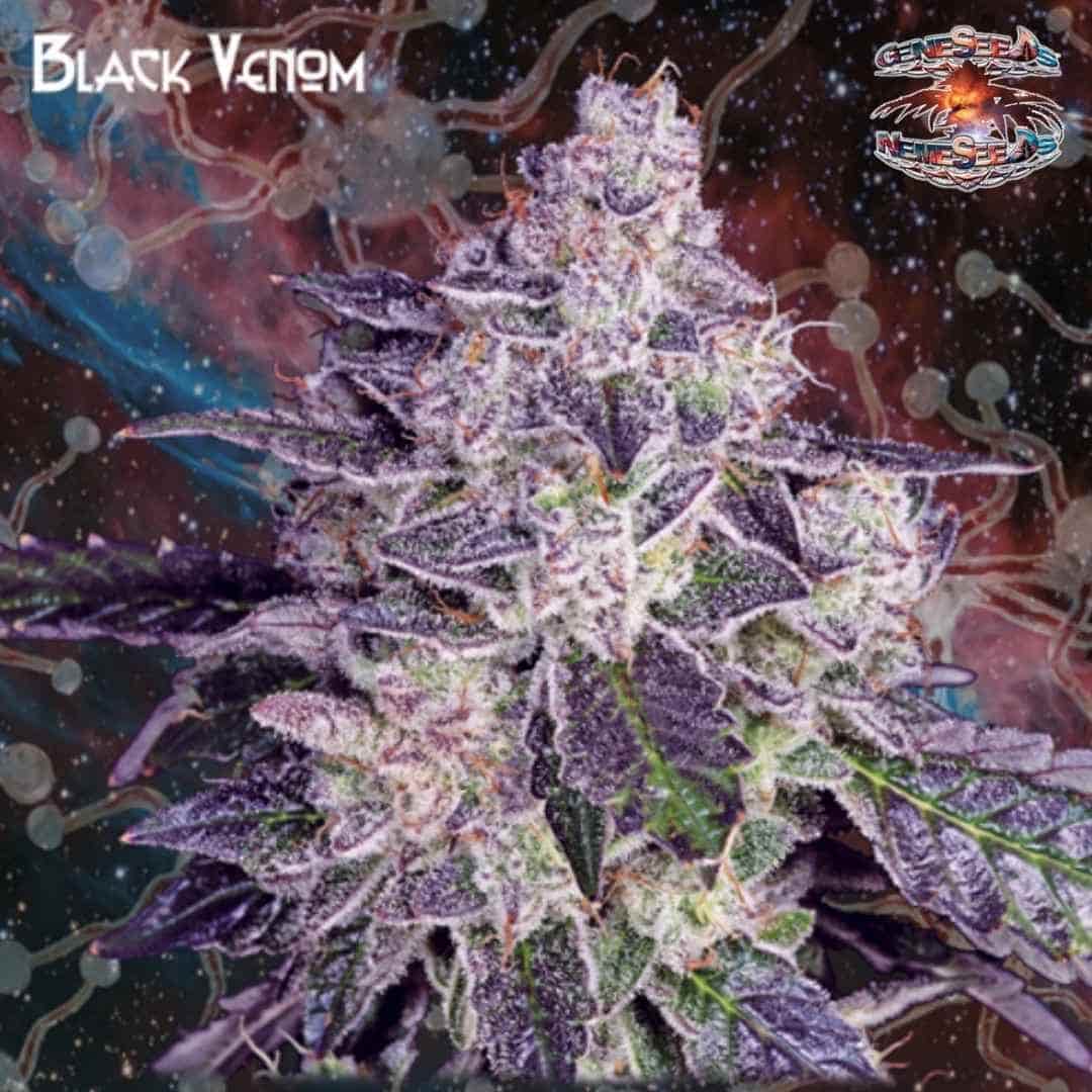 Black Venom Cannabisblüte mit dichtem Harz, violetten Blättern und hellen Blütenfäden