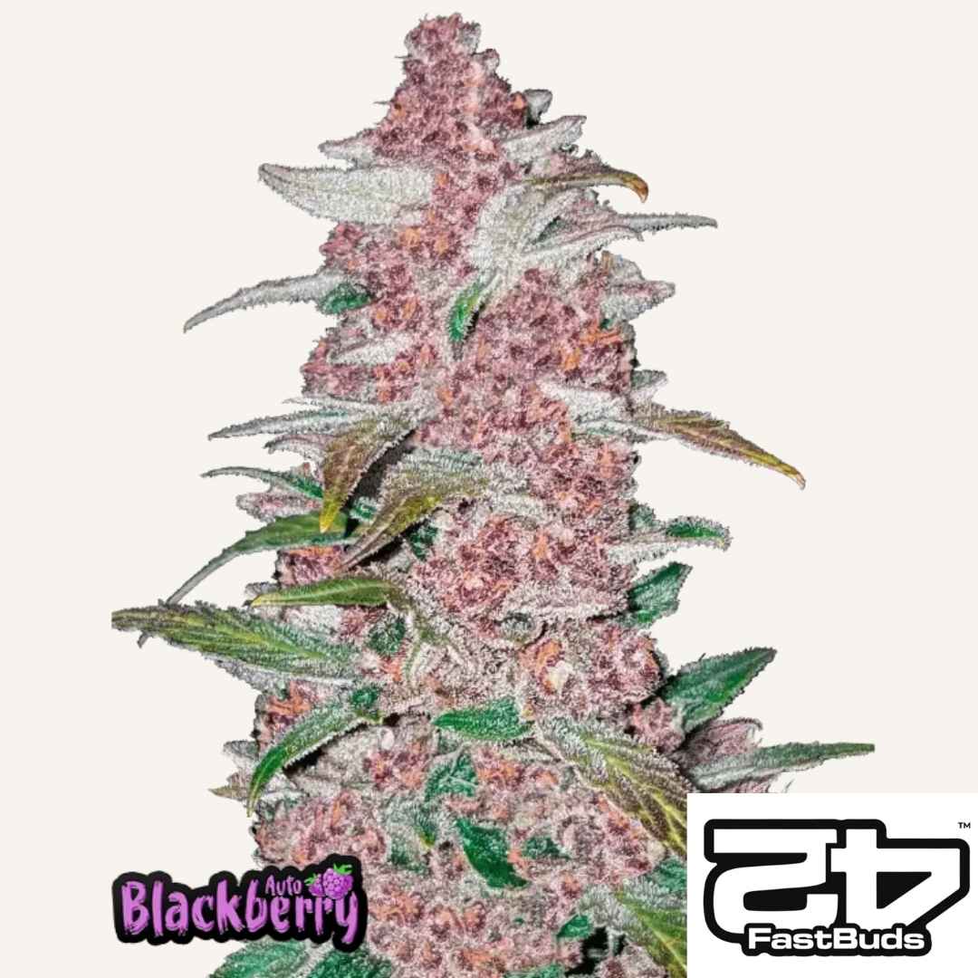 Dichte Blackberry Auto Bud mit lila Blüten und frostiger Harzschicht von Fast Buds