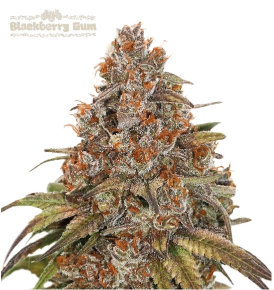 Auto Blackberry Gum Bud mit dichter Blütenstruktur, orangefarbenen Stempeln und stark ausgeprägter Harzschicht